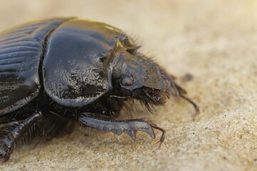 Macro shot of a Minotaur beetle with a shiny body and big eyes, on the sandy ground