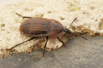 Closeup shot of a Silpha tristis insect with a shiny body, on the sandy ground Silpha tristis
