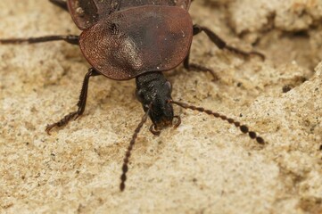 Closeup of Phosphuga atrata on surface