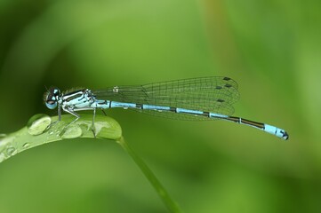 Macro of an azure damselfly (Coenagrion puella) after a rainy shower