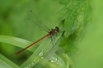 Macro of a large red damselfly, Pyrrhosoma nymphula on a green leaf