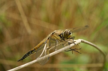 Macro of a four-spotted chaser dragonfly, Libellula quadrimaculata