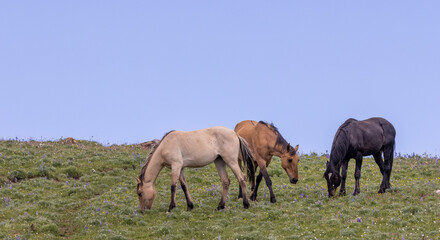 Obraz na płótnie Canvas Wild Horses in the Pryor Mountains Montana in Summer