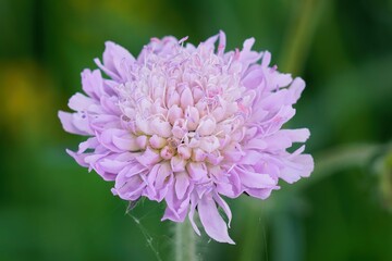 Closeup of a purple Scabiosa columbarium or dwarf pincushion flower on a blurry background