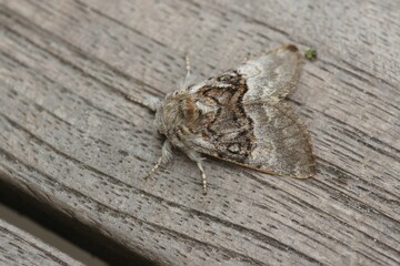 Closeup shot of a nut-tree tussock moth found standing on a wooden surface