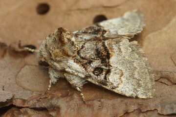 Closeup on a nut-tree tussock moth, Colocasia coryli sitting on 