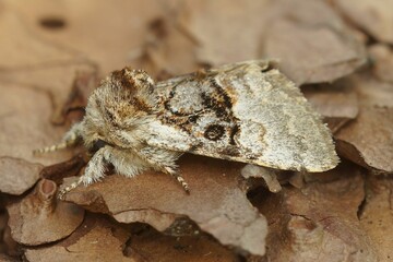 Closeup on a nut-tree tussock moth, Colocasia coryli sitting on 
