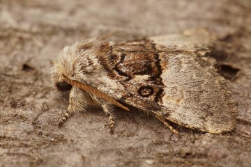 Closeup shot of a nut-tree tussock moth found standing on a wooden surface