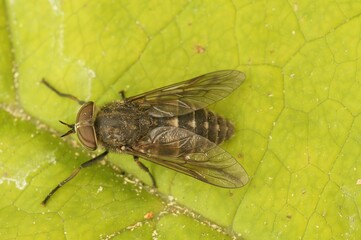 Macro view of a dark giant house fly on a leaf