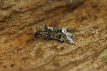 Brown Oligia strigilis moth on a wooden surface