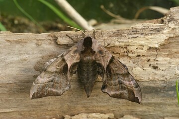 Closeup on the large eyed hawk-moth, Smerinthus ocellatus, with open wings