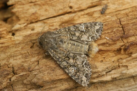 Closeup on a nutmeg or clover cutworm owlet moth, Hadula or Anarta trifolii sitting with open wings