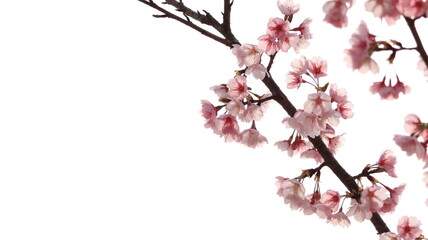 陽光に照らされた桜