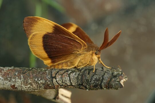 Closeup on the colorful orange brown Oak eggar moth, Lasiocampa 