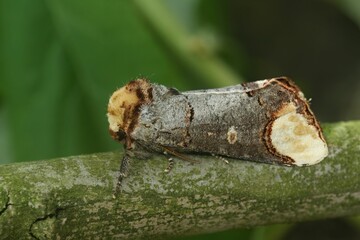 Macro shot of a buff-tip (Phalera bucephala) perched on a green leaf