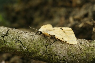 Buff ermine owlet moth (Spilarctia luteum) on a tree bark in closeup
