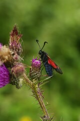 loseup on a colorful five spot burnet moth, Zygaena trifolii, sitting on purple thistle