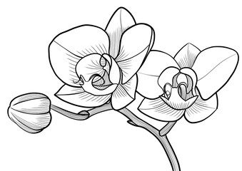 orchid grafic monochrome illustration isolated on transparent © Iuliia