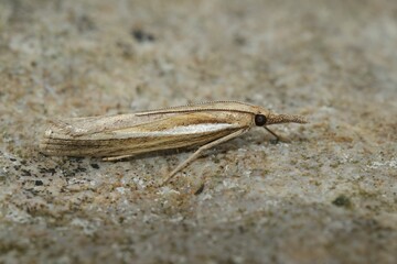 Common grass-veneer (Agriphila tristella) on a brown surface in closeup