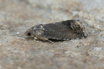 Chestnut tortrix moth (Cydia splendana) on a brown surface in closeup
