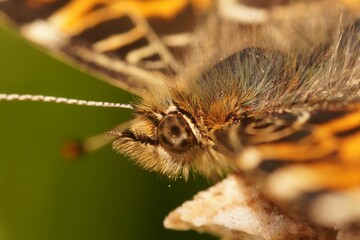 Extreme closeup on the head of a Map butterfly, Araschnia levana