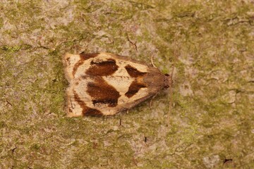 Closeup on a small Brown Oak Tortrix, Archips crataegana, sitting on wood