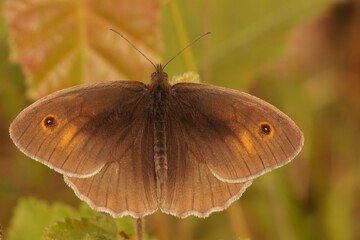 Closeup on a Meadow brown butterfly, Maniola jurtina, with half-opened wings sitting in vegetation