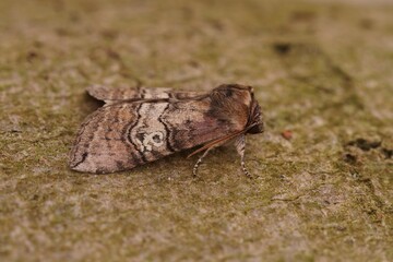 Closeup of the figure of eighty moth, Tethea ocularis