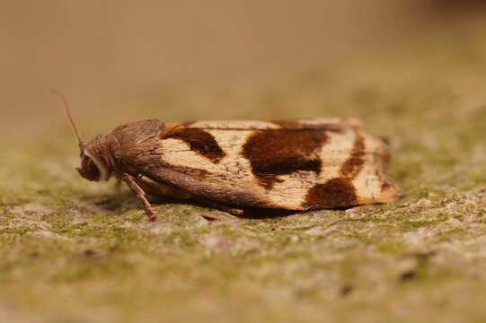Closeup on a small Brown Oak Tortrix, Archips crataegana, sitting on wood