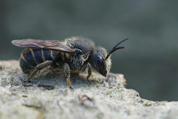 Closeup on a female cleptoparasite Little dark bee, Stelis brevi