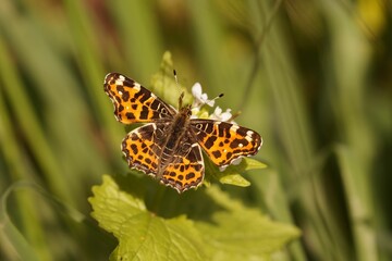 Closeup on the spring color varioant of the Orange Map Butterfly, Araschnia levana with open wings