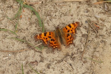 Fototapeta na wymiar Closeup of the Comma butterfly, Polygonia c-album sitting with spread wings on the ground
