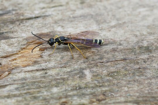 Closeup on one of the larger Cephid wasps, Phylloecus xanthostoma, sitting on a piece of wood