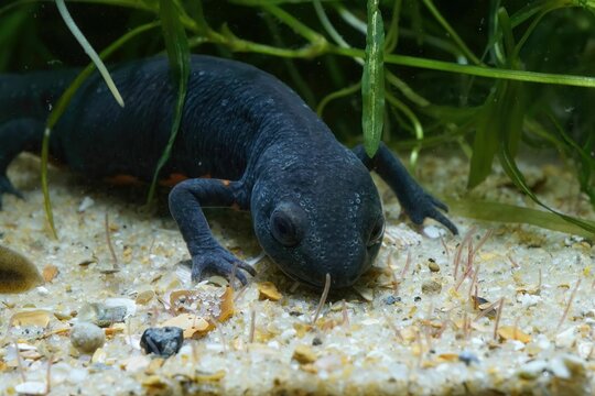 Closeup on an aquatic adult female Chinese fire-bellied newt, Cynops orientalis feeding on tubifex