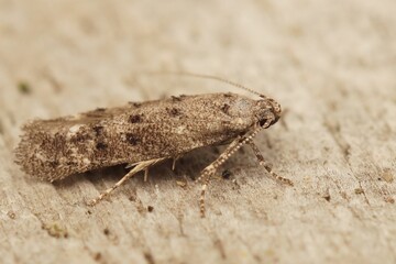Closeup shot of the Exoteleia dodecella on a tree trunk