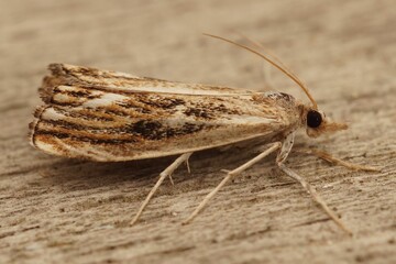 Closeup shot of the Catoptria falsella on a tree trunk