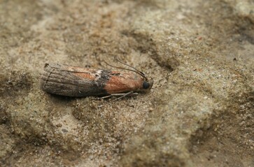 Closeup shot of the Sciota adelphella on the ground