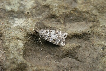 Closeup shot of the Sciota adelphella on the ground