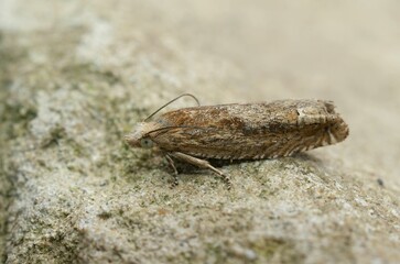 Closeup shot of the Eucosma conterminana on the ground