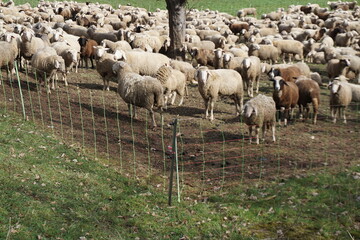 Eingezünte Schafherde auf Weide bei Sonne am Nachmittag im Frühling