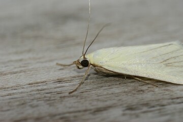 Closeup on the white colored carrot seed moth, Sitochroa palealis, sitting on wood
