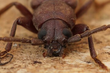 Frontal closeup on a large longhorn beetle , he rust pine borer, Arhopalus rusticus