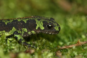 Closeup on the colorful endangered green European marbled newt, Triturus marmoratus sitting on moss