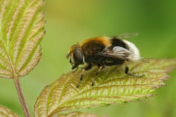 Selective focus of a Mallota standing on a blackberry leaf, blurred background
