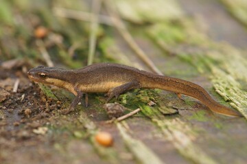 Closeup of a smooth newt on the ground with green plants and sunlight around