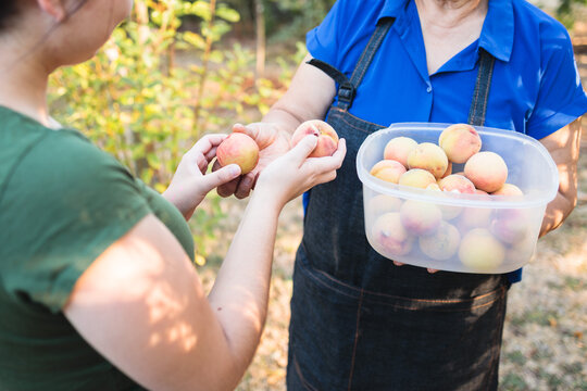 Senior farmer woman harvesting and sharing fresh peaches from her organic familiar garden with her daughter. 