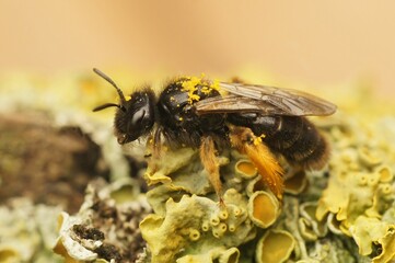 Closeup on a dark black Shaggy solitary bee, Panurgus calcaratus sitting on lichen covered wood