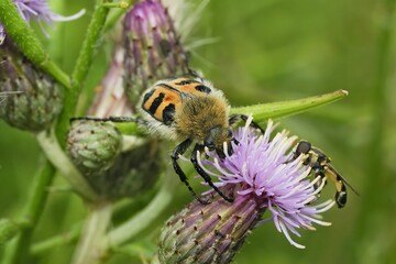 Close-up of a Smoothbarred Paintbrush Beetle, Trichius zonatus ,