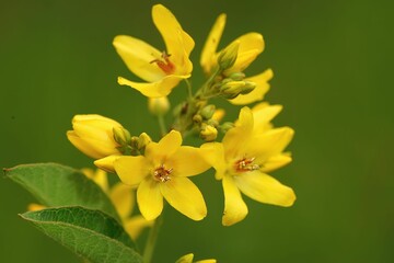 a yellow plant with many small flowers growing in it's stalk