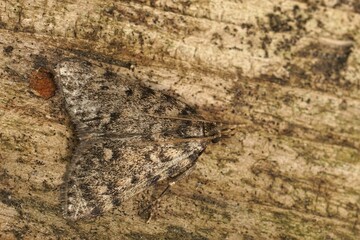 Detailed closeup on a large tabby or grease geometer moth, Aglossa pinguinalis sitting wood